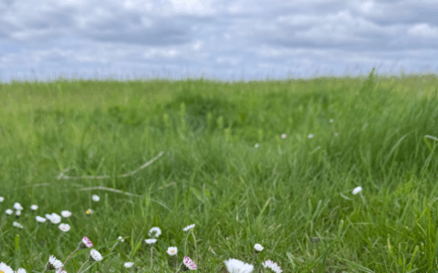 Kleine Blüten - große Inspiration für mich.